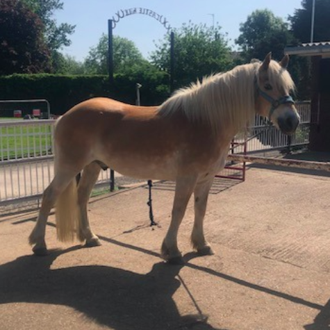 equine dental case study